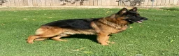 German Shepherd dogs for sale: Flair light blue girl - Ad 11