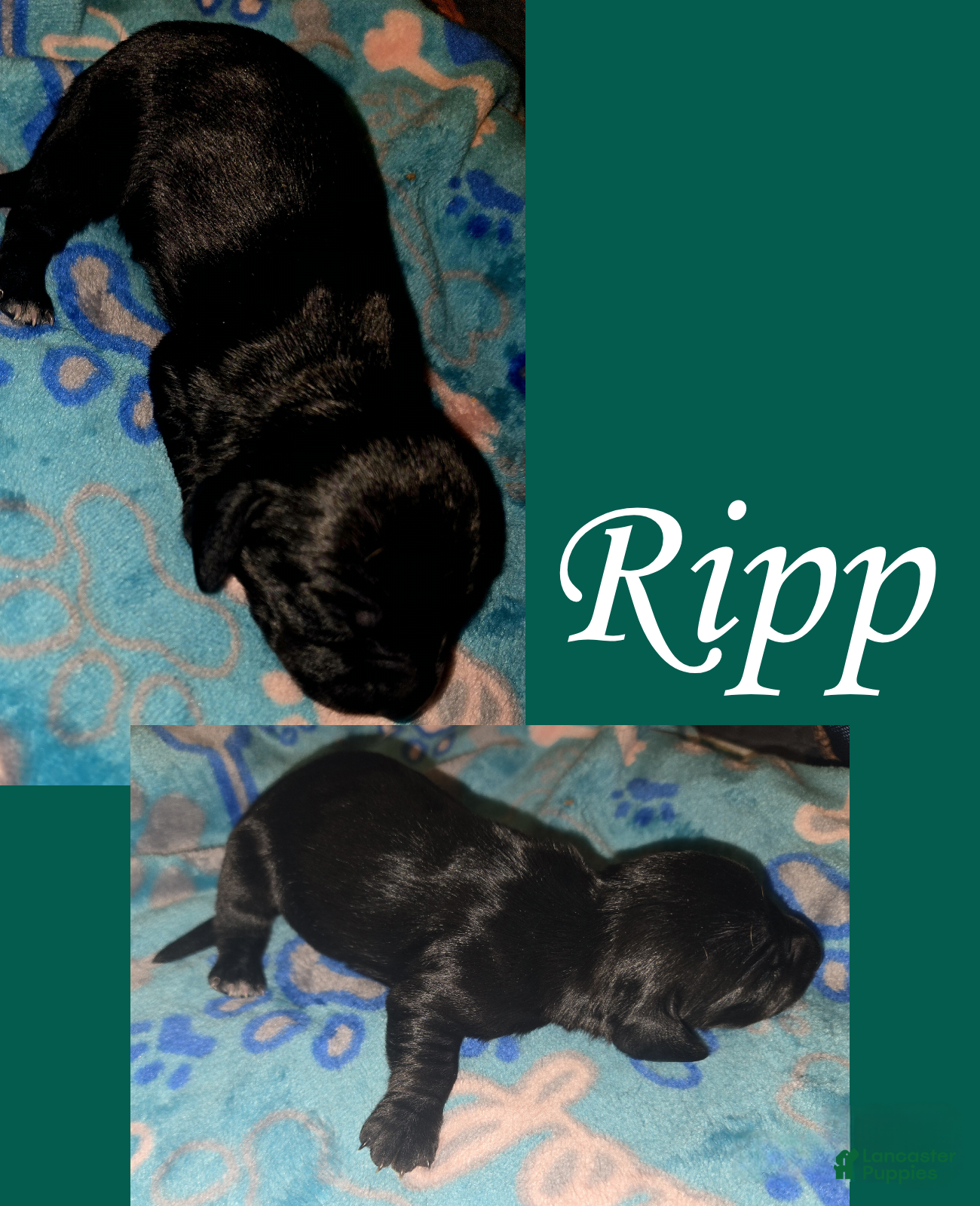 Miniature Dachshund dogs Ripp - Ad 16