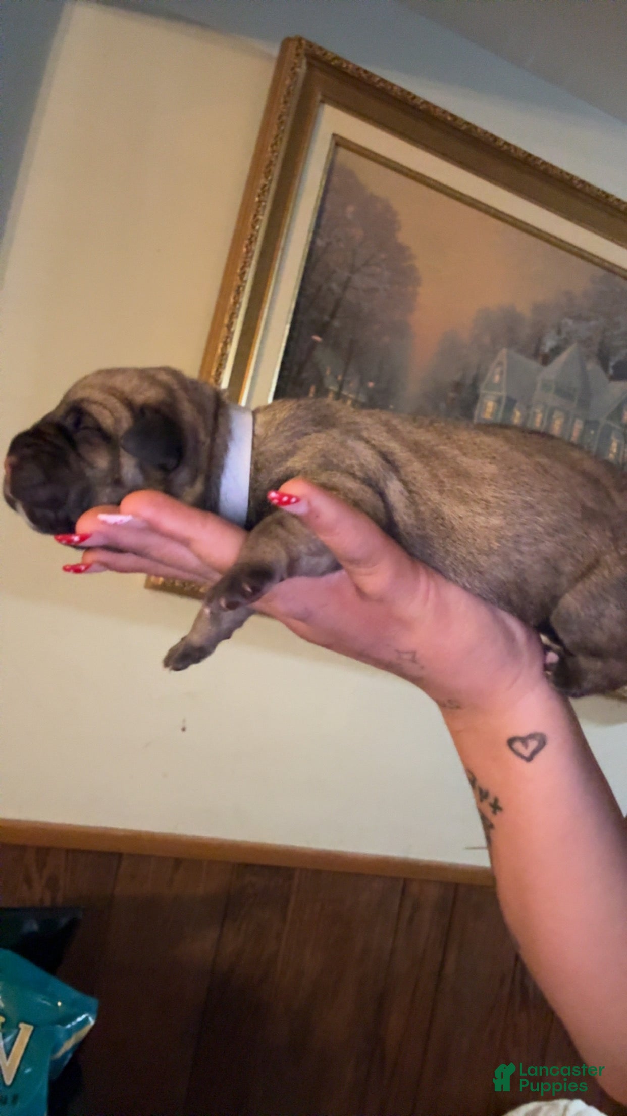 Cane Corso dogs white collar - Ad 20