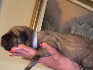 Cane Corso dogs white collar - Ad 24