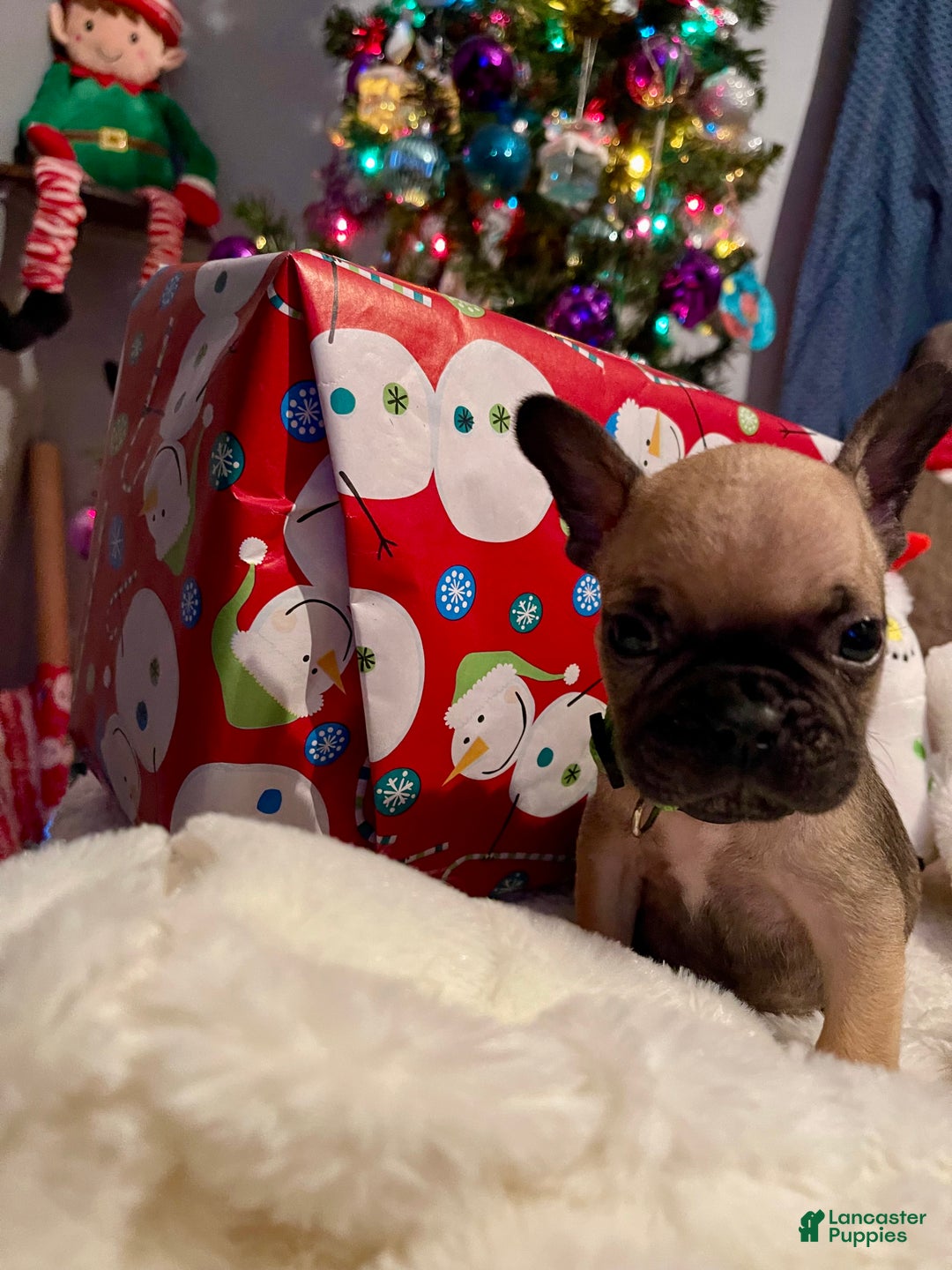 French Bulldog dogs for sale: Bean - Ad 1