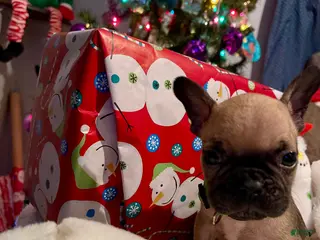 French Bulldog dogs Bean - Ad 2