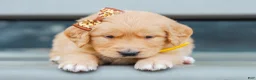 Golden Retriever dogs for sale: Asher ACA Golden Retriever Pup - Ad 4
