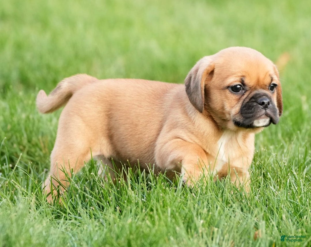 Puggle dogs for sale: Piper - Ad 5