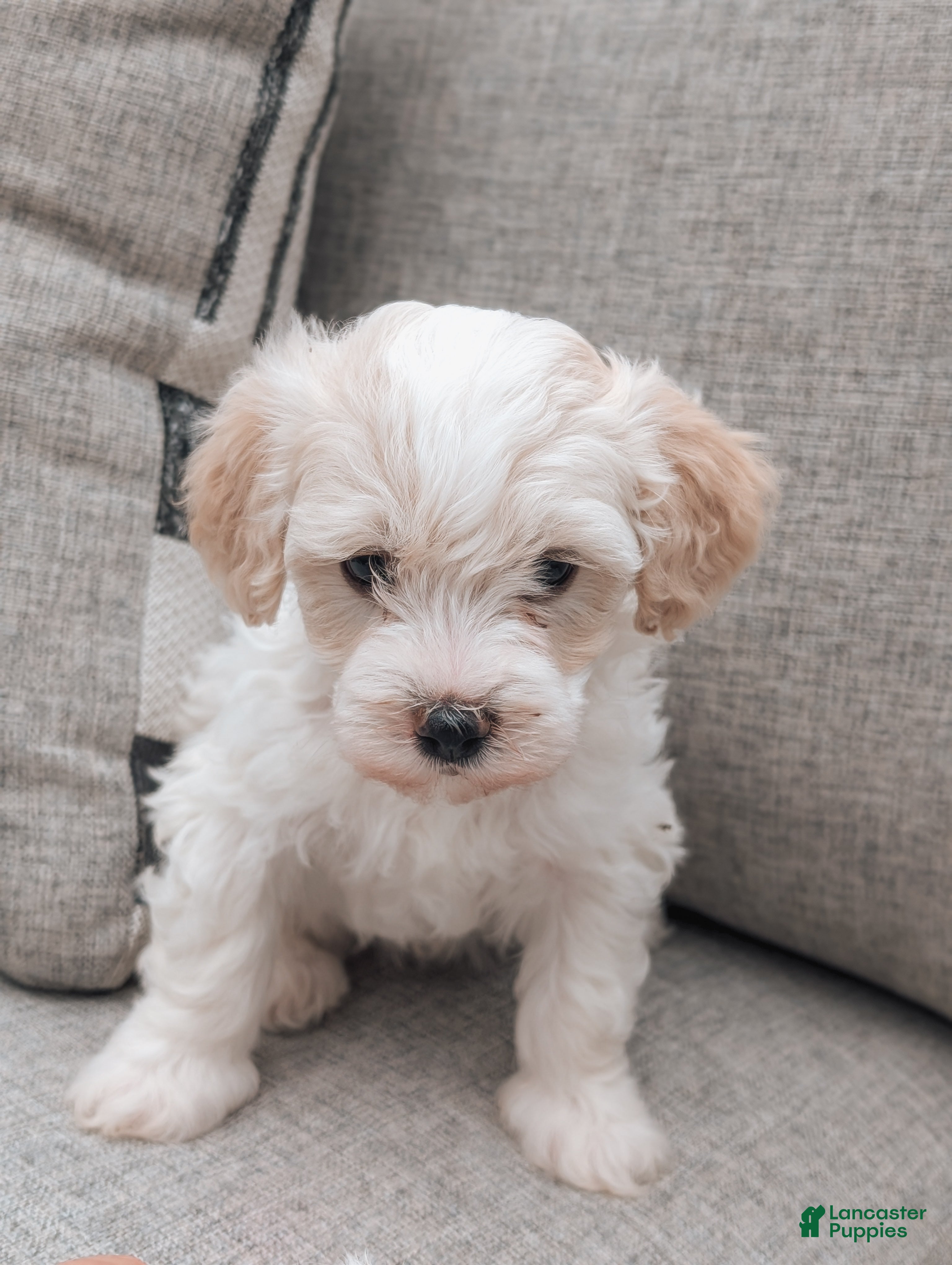 Havanese dogs Tilly - Ad 2