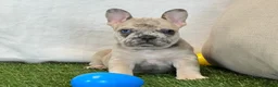 French Bulldog dogs for sale: Duke - Ad 2