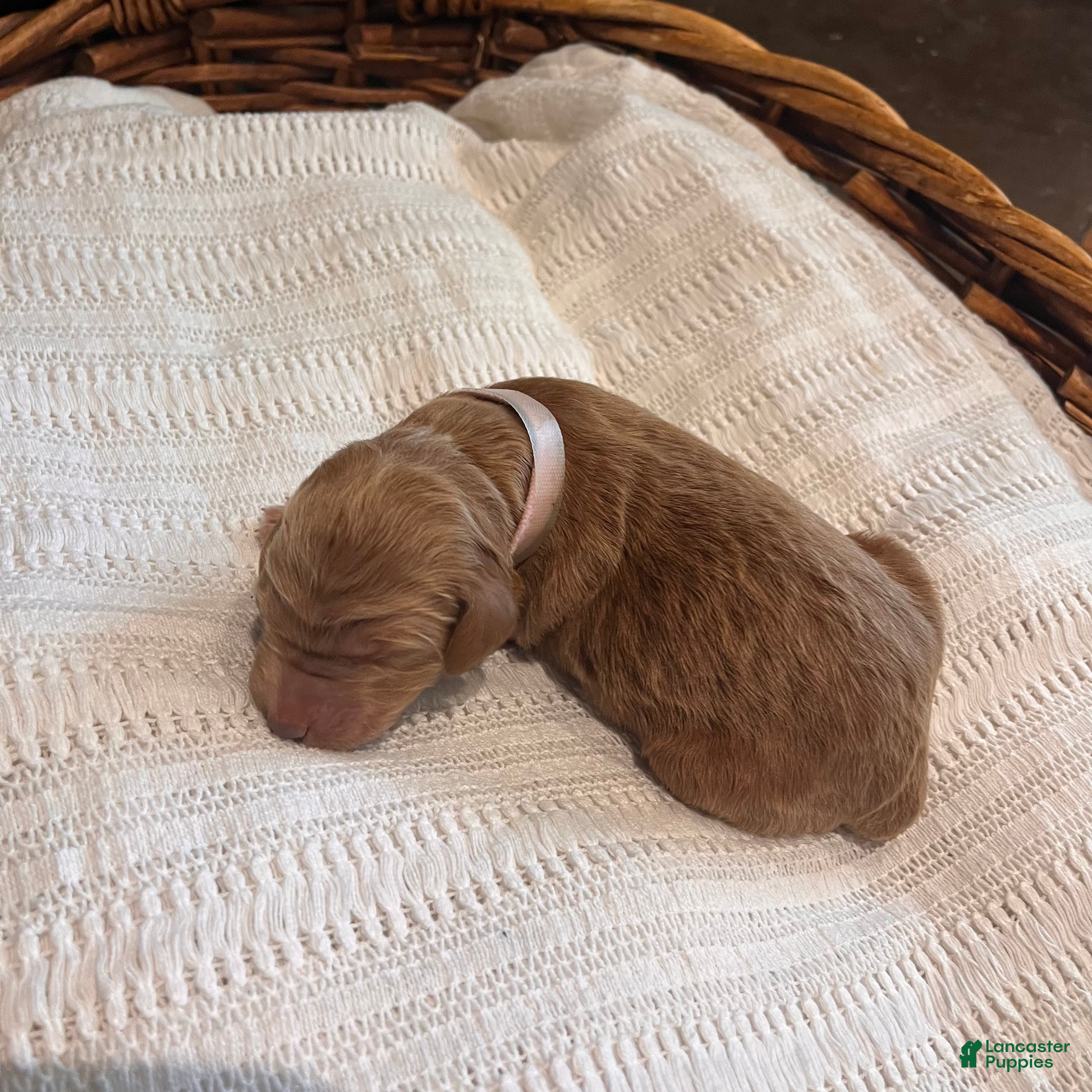 Irish Doodle dogs Light Pink Collar - “Melanie” - Ad 1