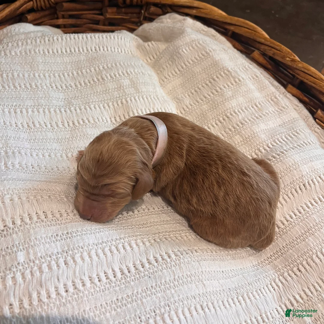 Irish Doodle dogs for sale: Light Pink Collar - “Melanie” - Ad 1