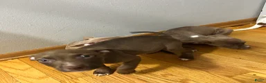 American Pit Bull Terrier 3