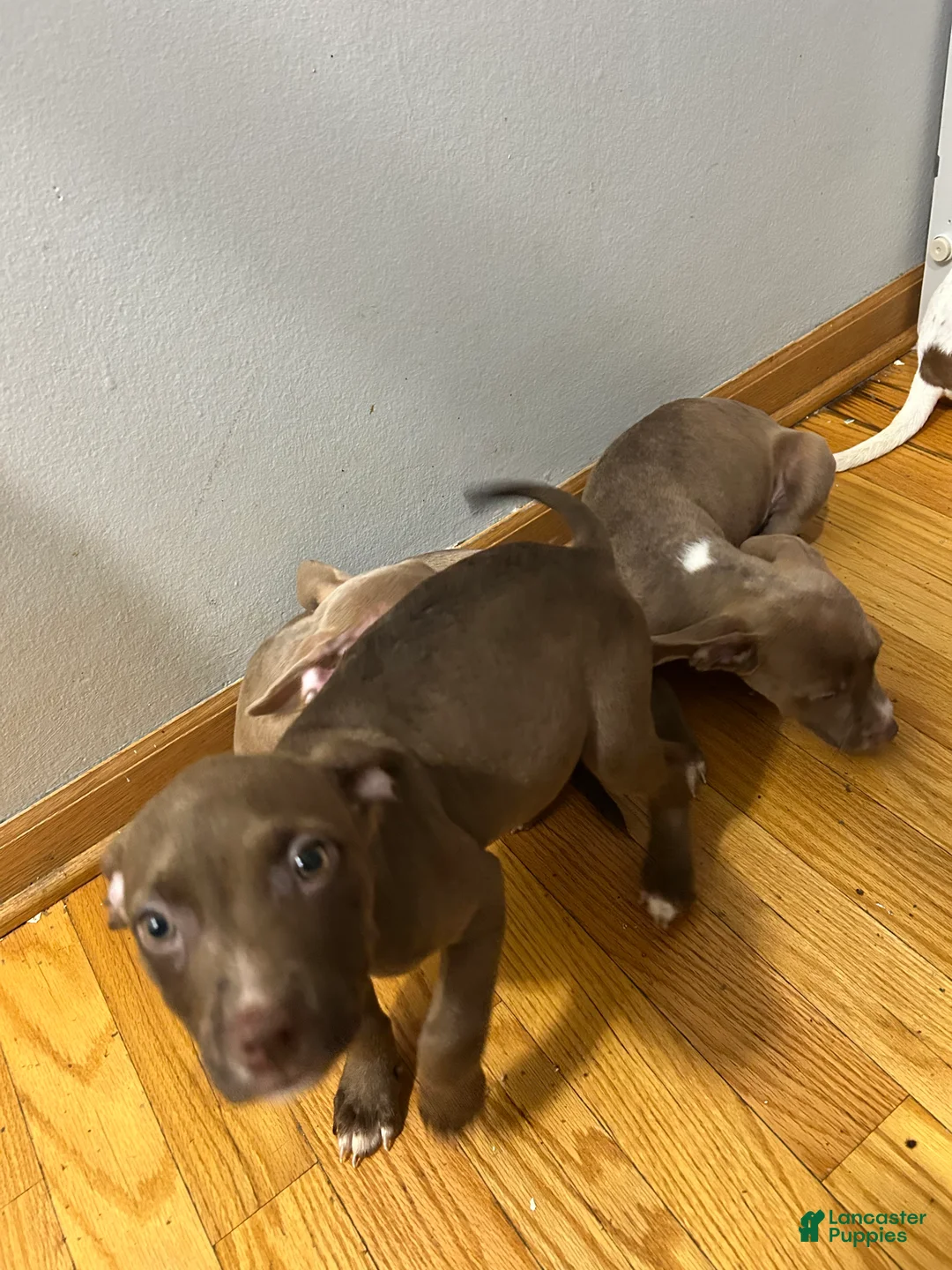 American Pit Bull Terrier dogs for sale: American Pit Bull Terrier 3 - Ad 1