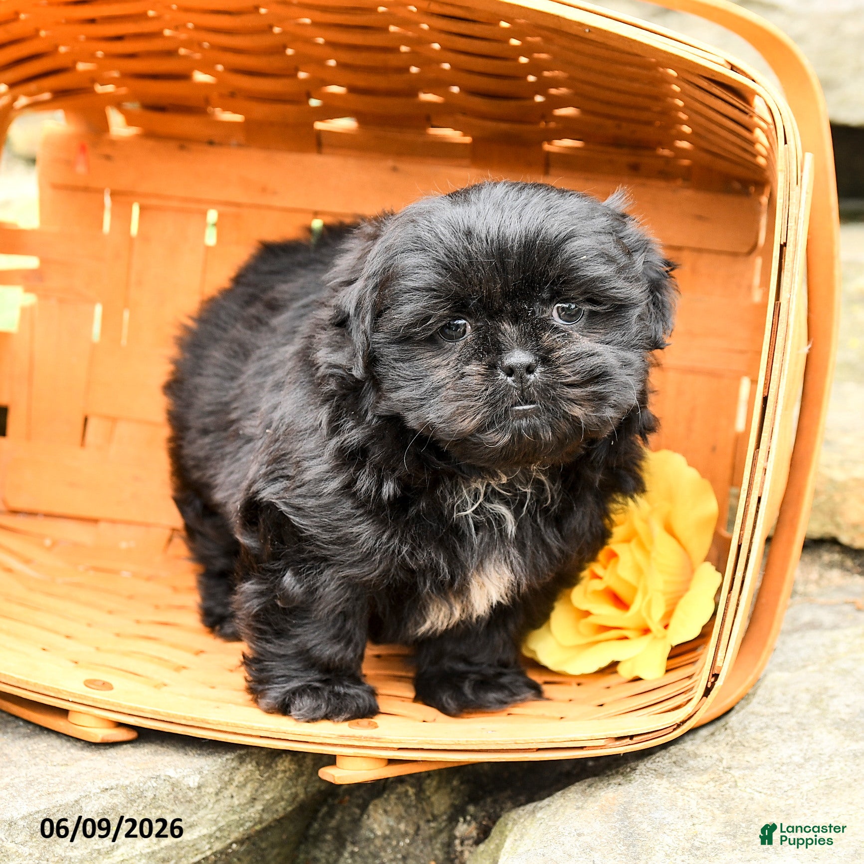 Shih Tzu dogs Charlie - Ad 1