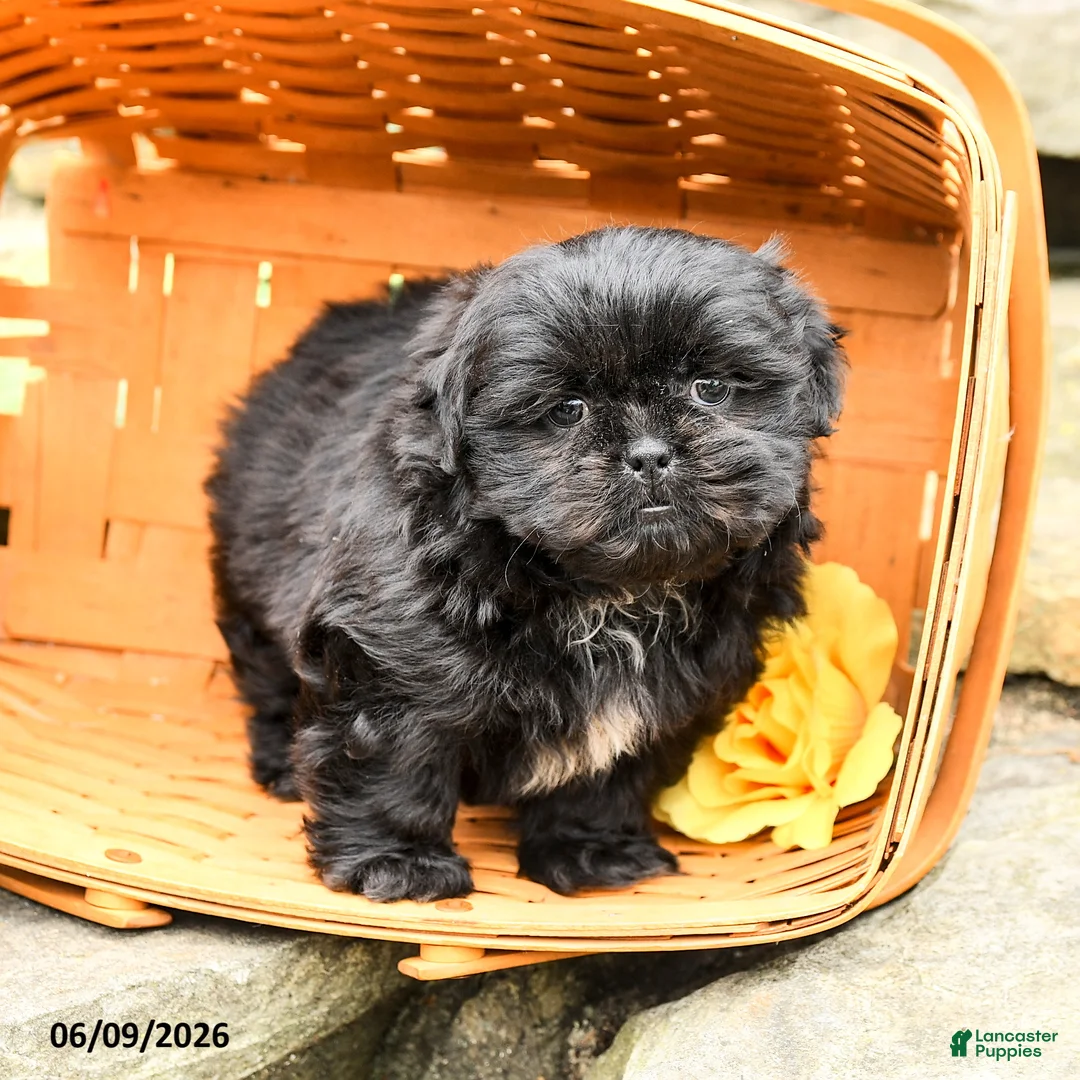 Shih Tzu dogs for sale: Charlie - Ad 1