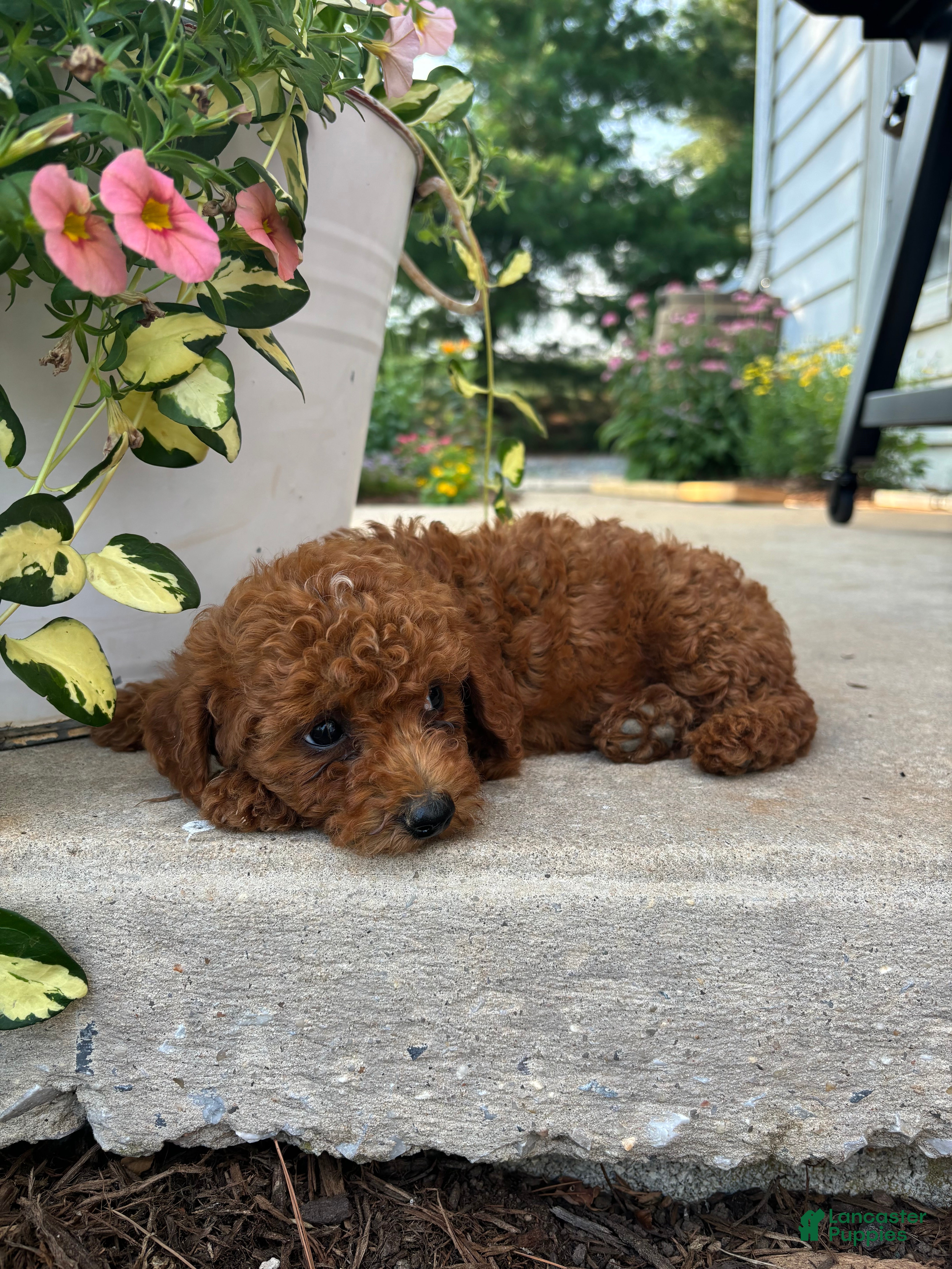 Bichpoo dogs Honey - Ad 1