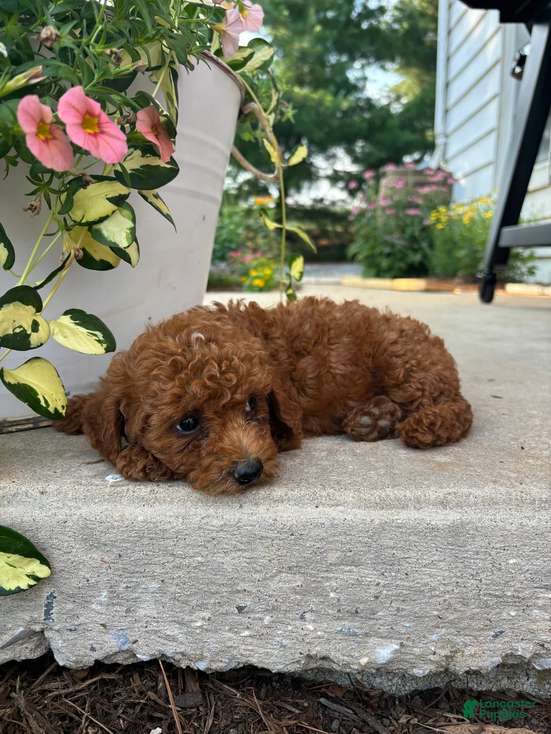 Bichpoo dogs for sale: Honey - Ad 1