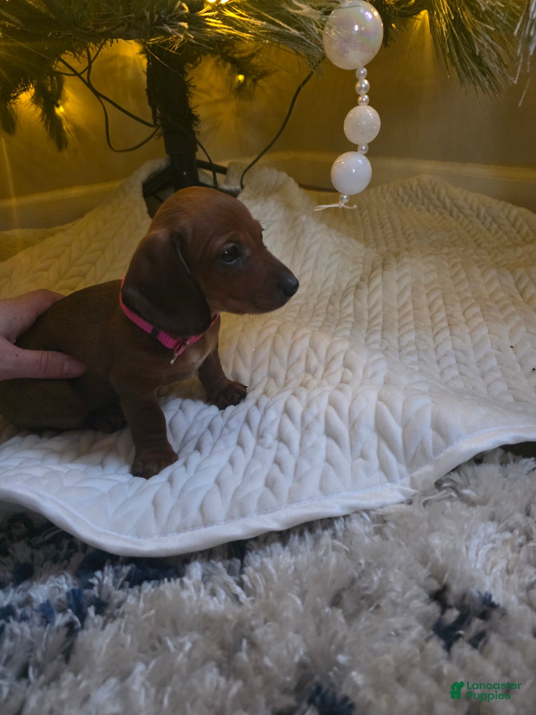 Miniature Dachshund dogs for sale: Samara - Ad 2