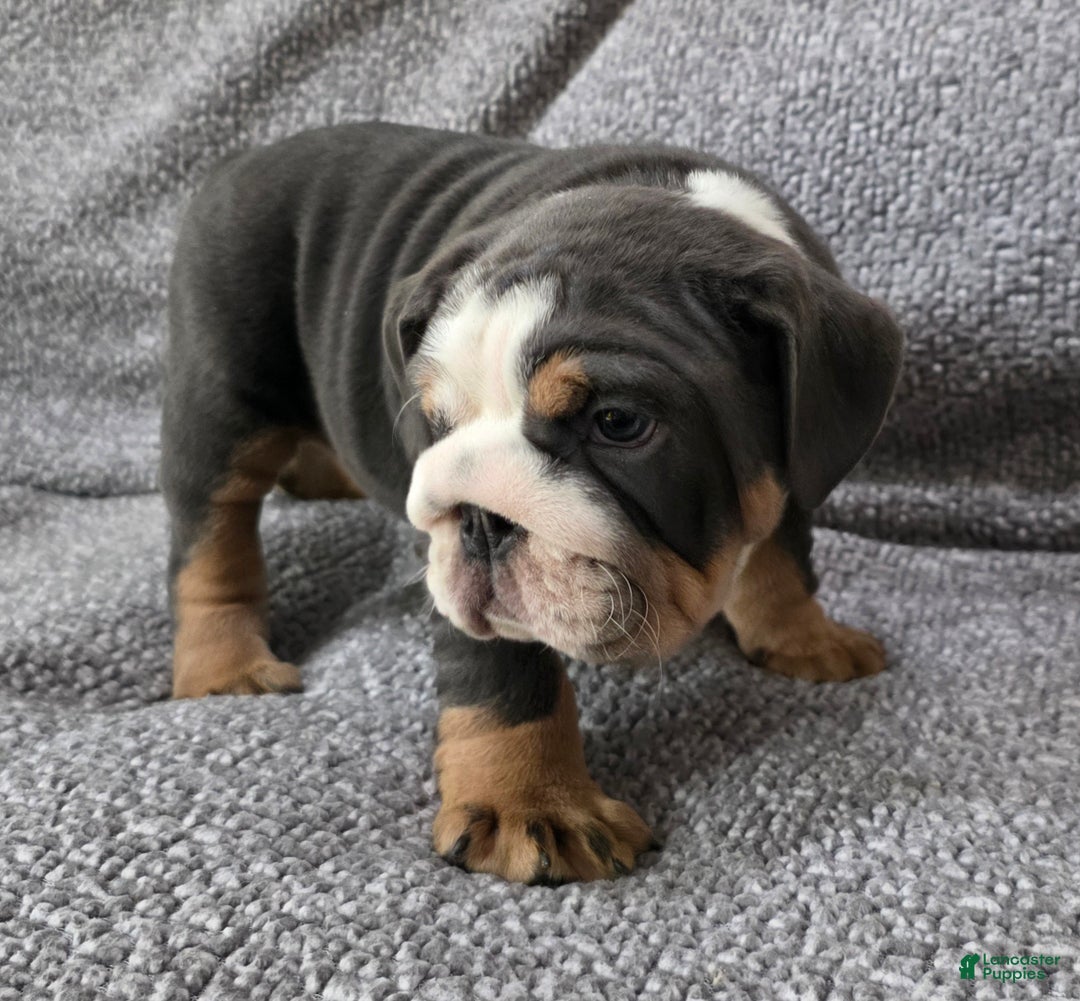 English Bulldog dogs for sale: Berry - Ad 5