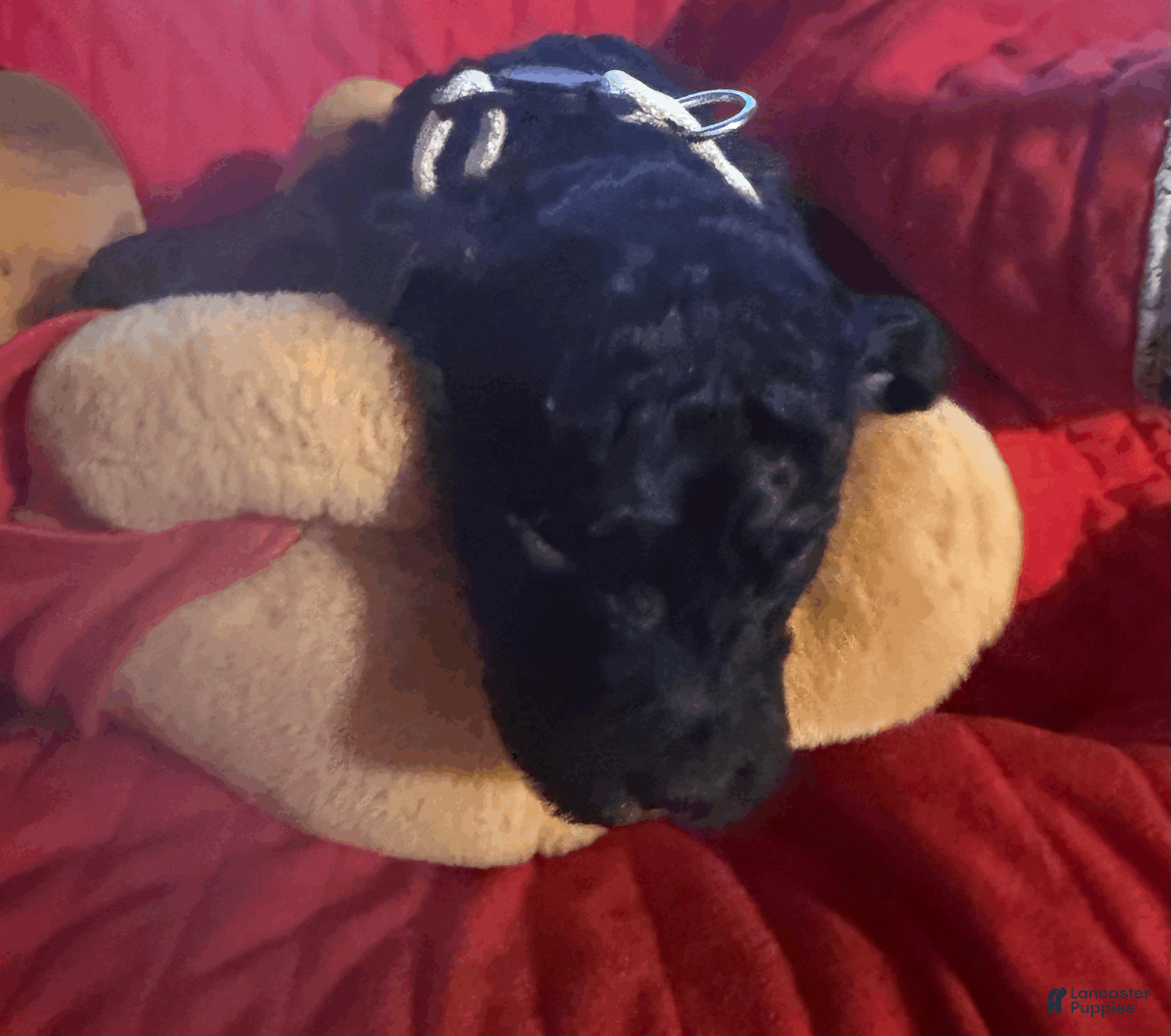 Goldendoodle dogs White - Ad 29