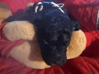 Goldendoodle dogs White - Ad 31