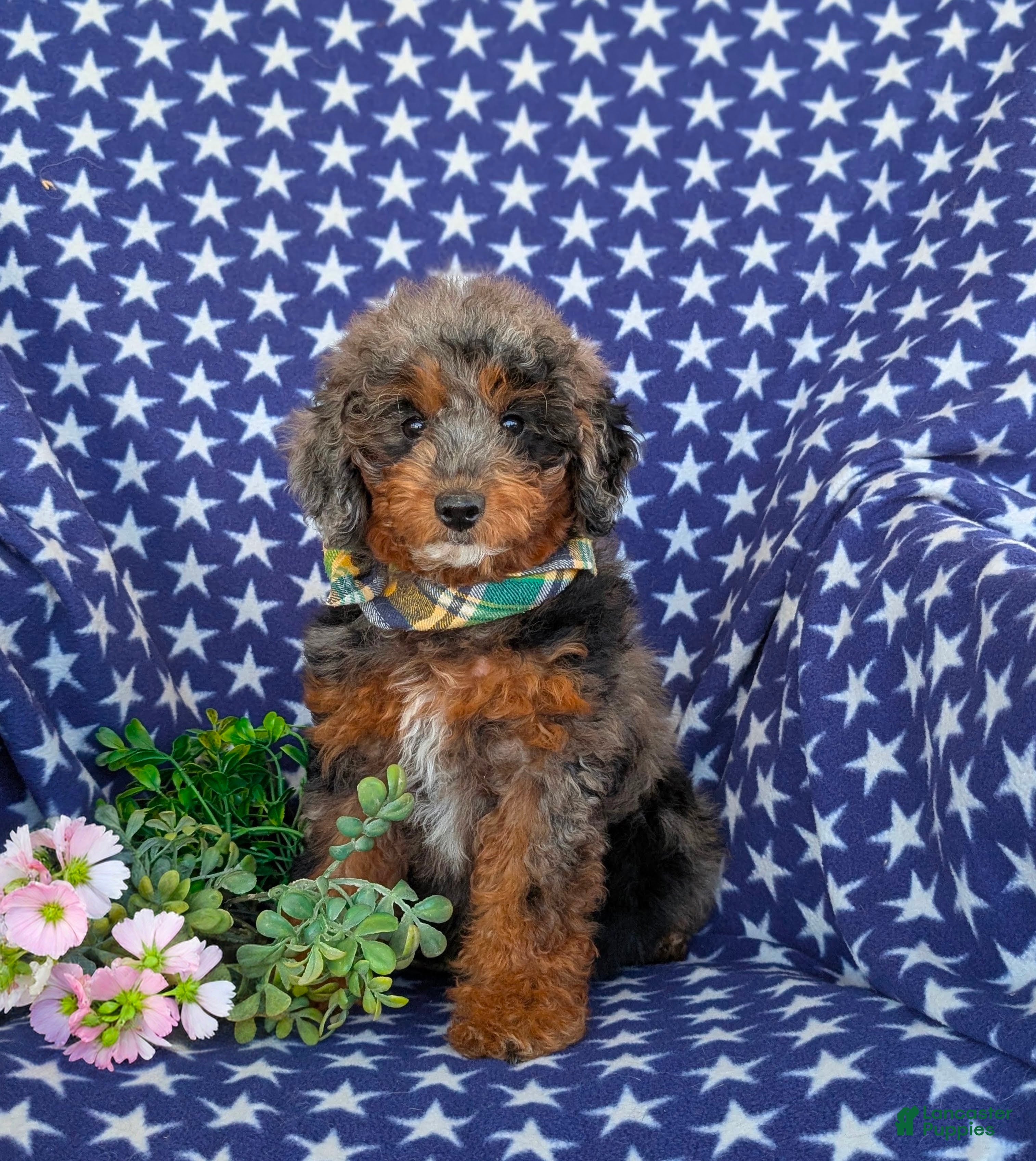 Mini Goldendoodle dogs for sale: Dana Hypoallergenic - Ad 1