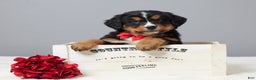 Bernese Mountain Dog dogs for sale: Falco - Ad 1