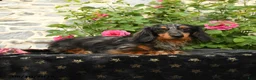 Miniature Dachshund dogs for sale: Iyla - Ad 4