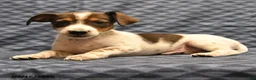 Jack Russell Terrier dogs for sale: Lester - Ad 4