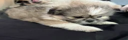 Mixed Breed dogs for sale: Peke-Tzu Pup 1 - Ad 3