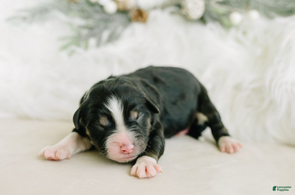 Aussiedoodle dogs Rez - Ad 1