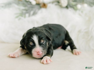 Aussiedoodle dogs Rez - Ad 10