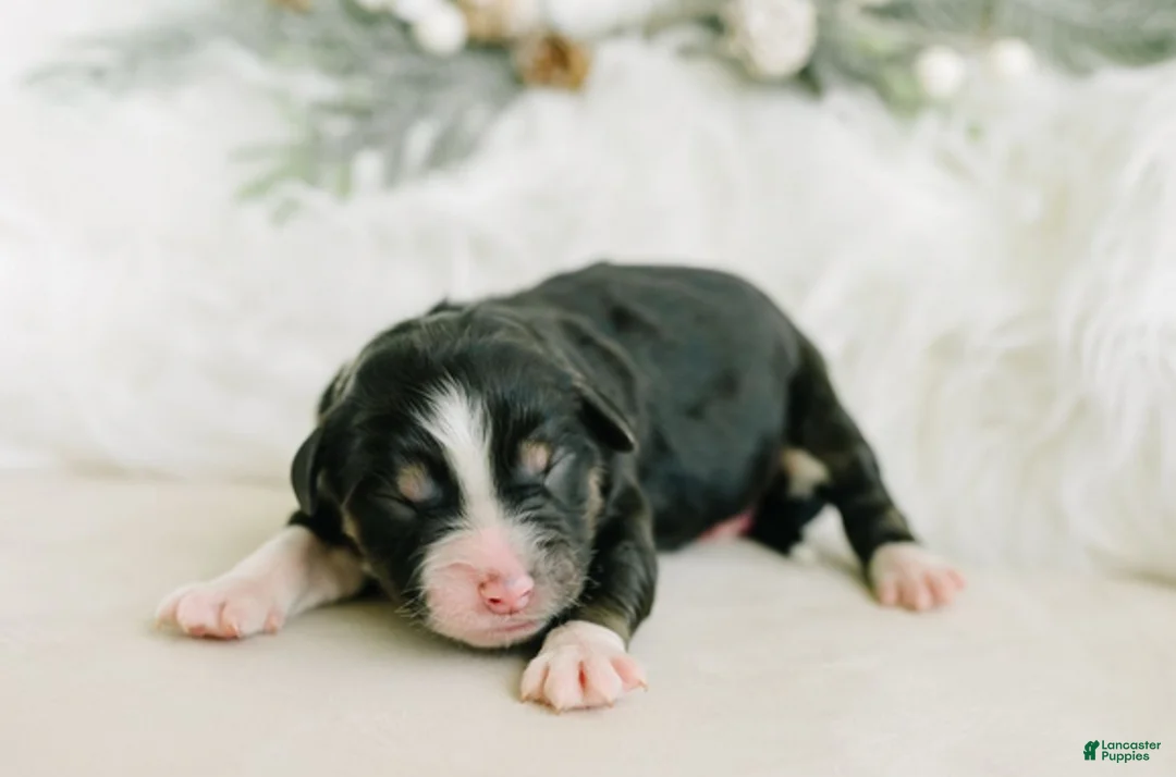 Aussiedoodle dogs for sale: Rez - Ad 1