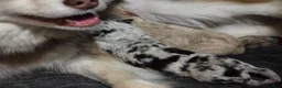 Pomsky dogs for sale: Toy red merle - Ad 25