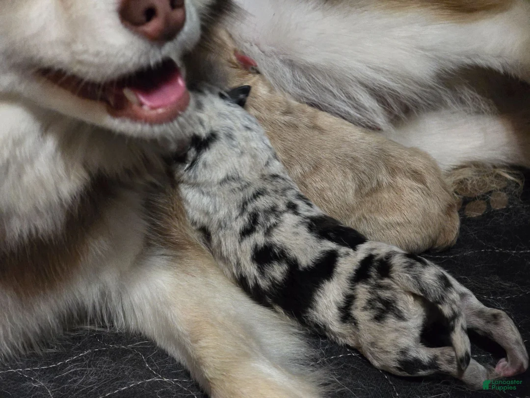 Pomsky dogs for sale: Toy red merle - Ad 25