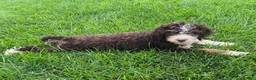 Mini Bernedoodle dogs for sale: Kosmo - Ad 2