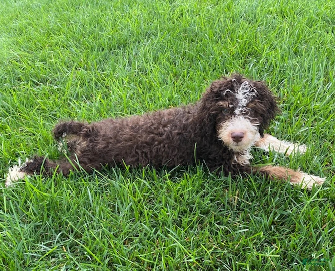 Mini Bernedoodle dogs for sale: Kosmo - Ad 2