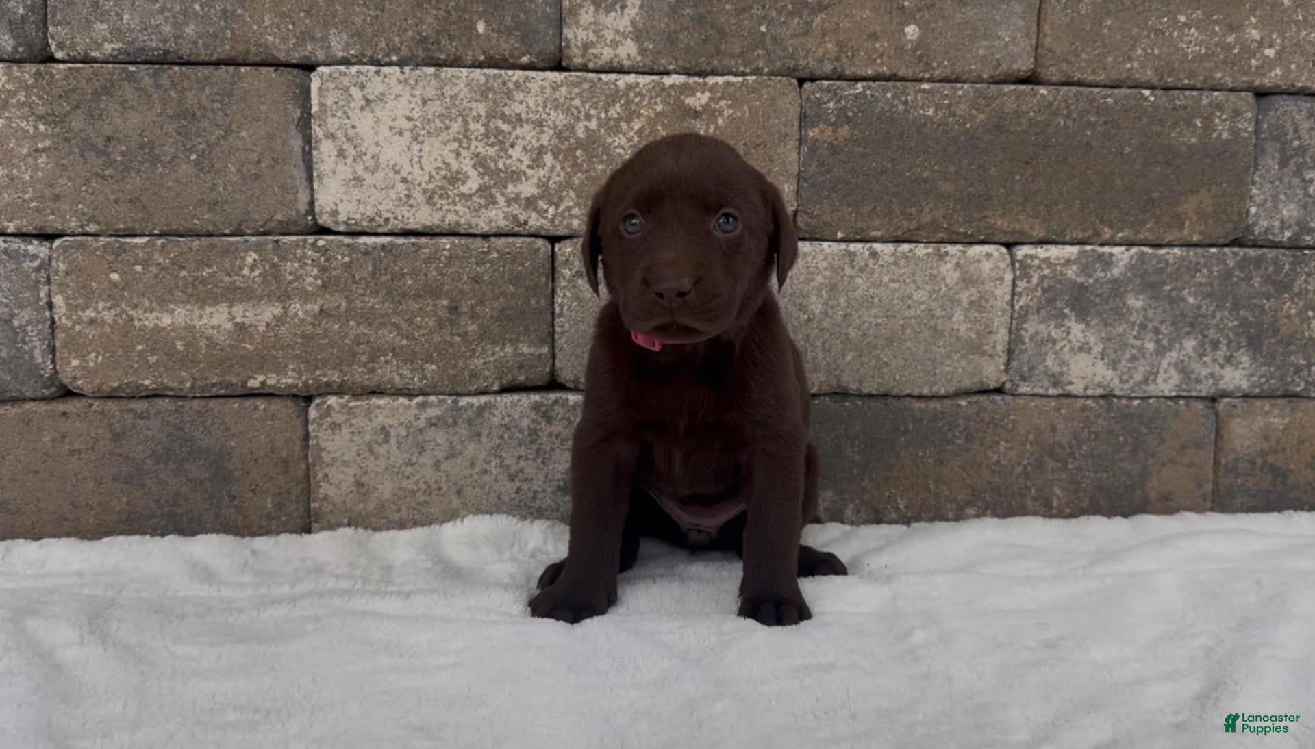 Labrador Retriever dogs Cedar  - Ad 2