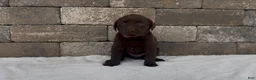 Labrador Retriever dogs for sale: Cedar  - Ad 2