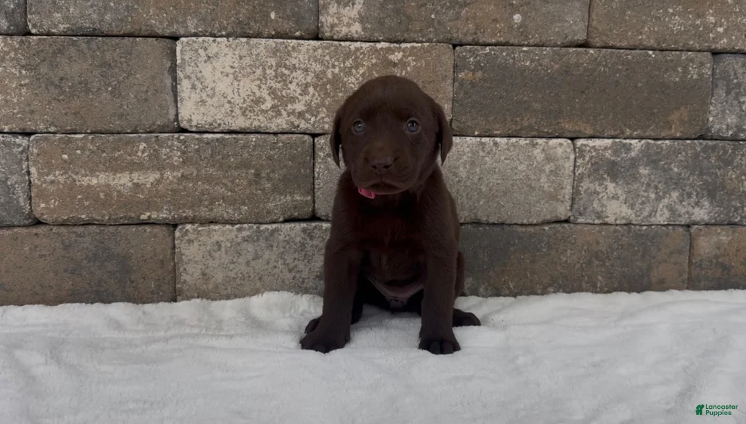 Labrador Retriever dogs for sale: Cedar  - Ad 2