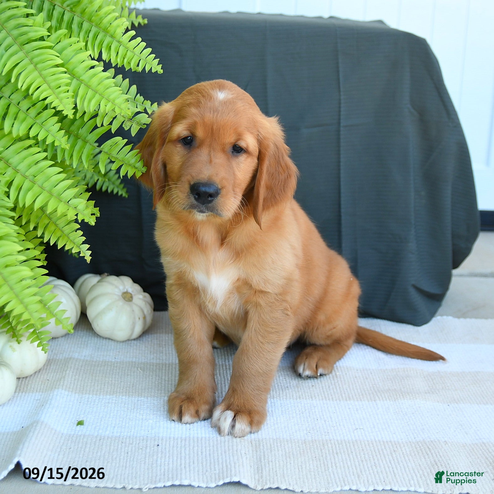 Golden Retriever dogs Weston - Ad 1