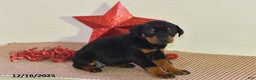 Doberman Pinscher dogs for sale: Bailey - Ad 3
