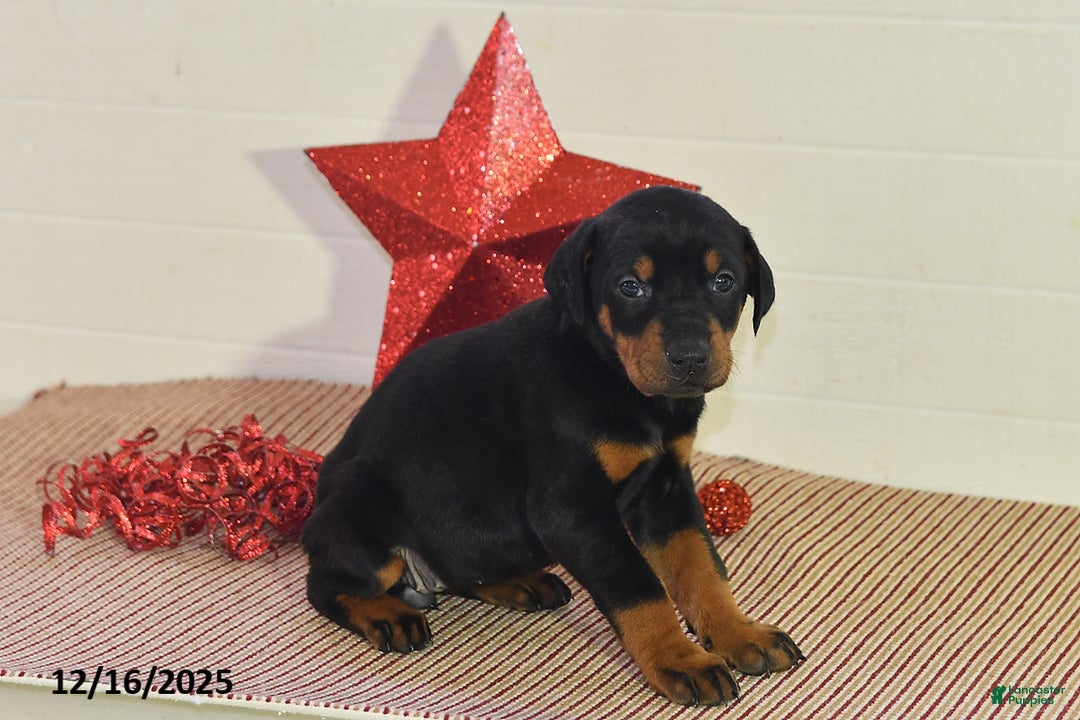 Doberman Pinscher dogs for sale: Bailey - Ad 3