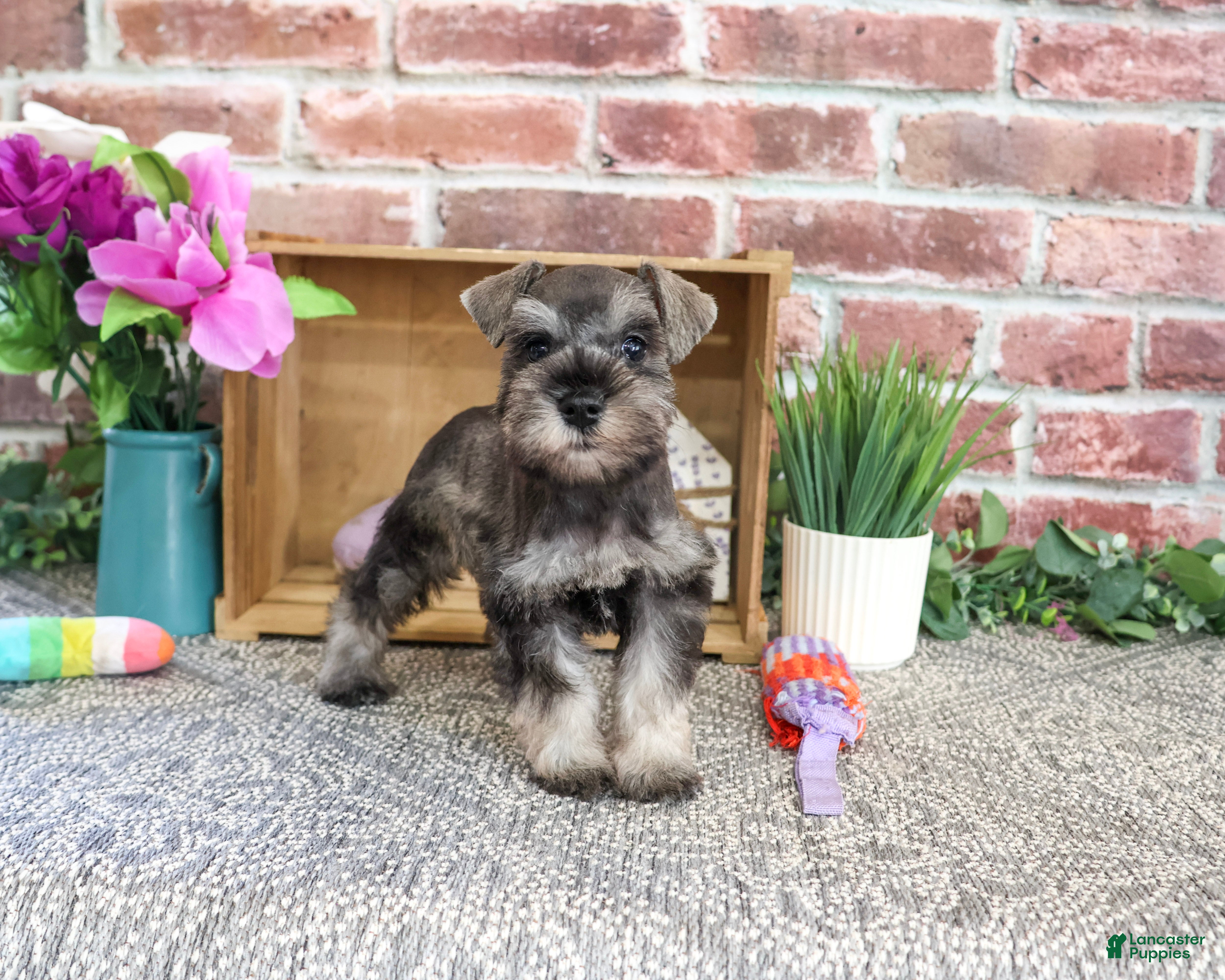 Miniature Schnauzer dogs Winter - Ad 42