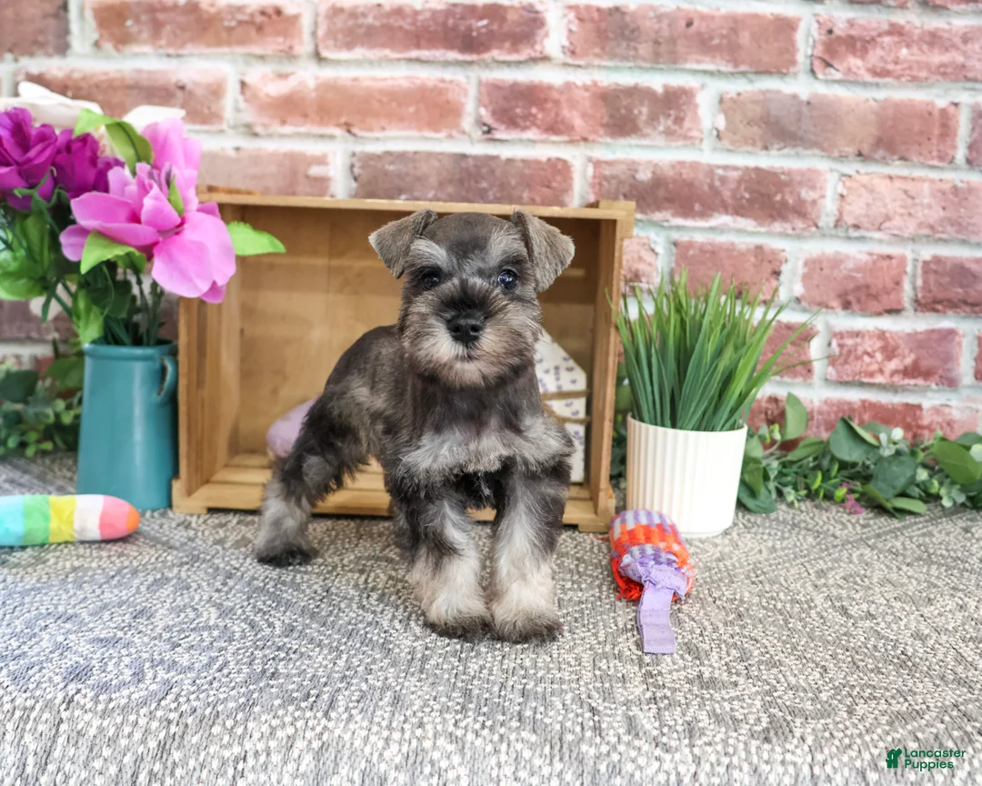 Miniature Schnauzer dogs for sale: Winter - Ad 1