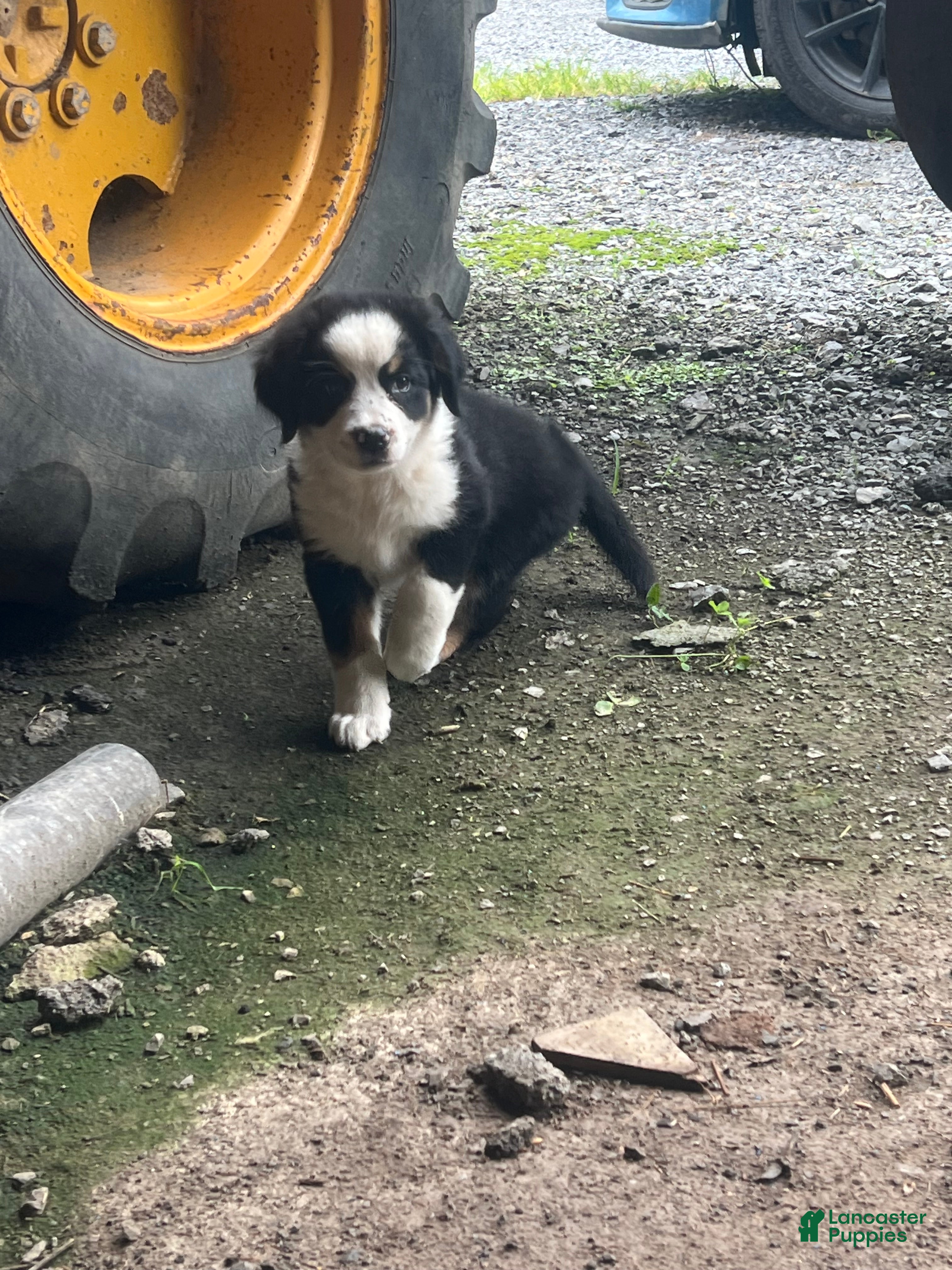 Bernese Mountain Dog dogs Bernese Mountain Dog f4 - Ad 1