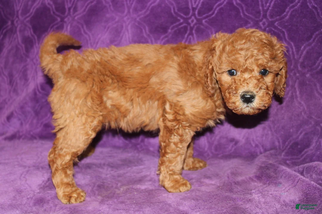 Mini Goldendoodle dogs for sale: Mini Goldendoodle Tux - Ad 1