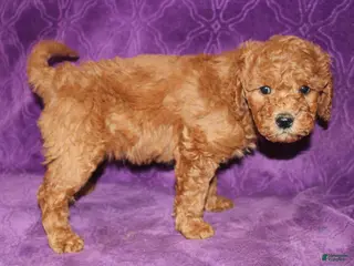 Mini Goldendoodle dogs Mini Goldendoodle Tux - Ad 25
