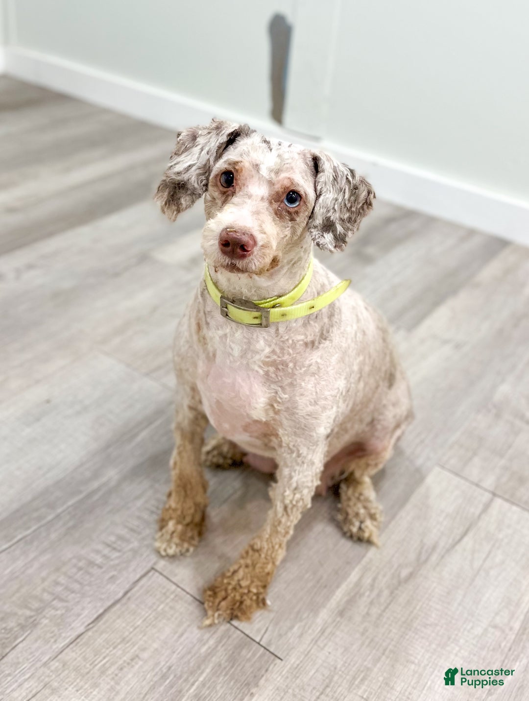 Mini Bernedoodle dogs for sale: Manny - Ad 8