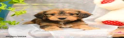 Dorkie dogs for sale: Pancake - Ad 3