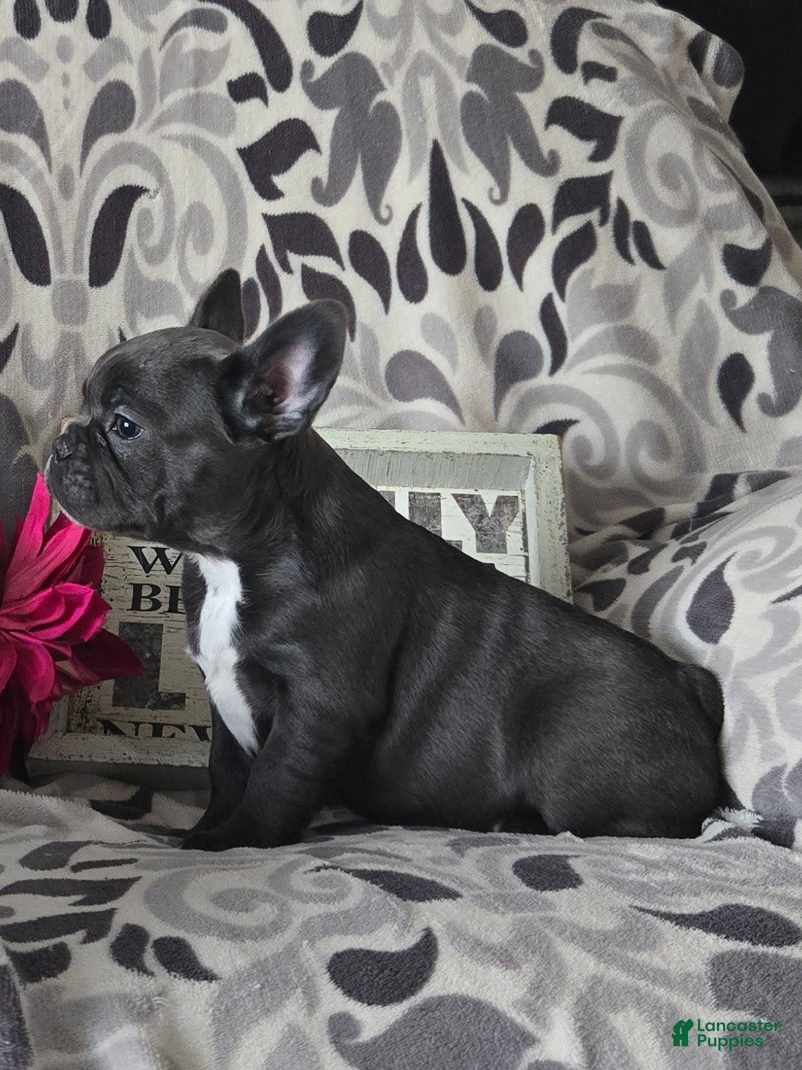 Frenchton dogs Violet - Ad 1