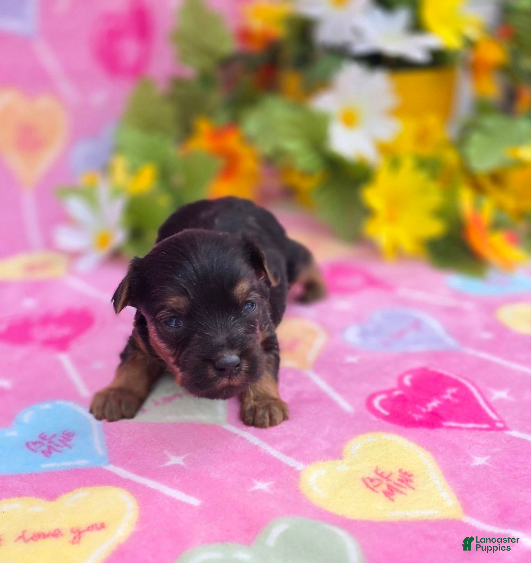 Mixed Breed dogs Nugget - Ad 2