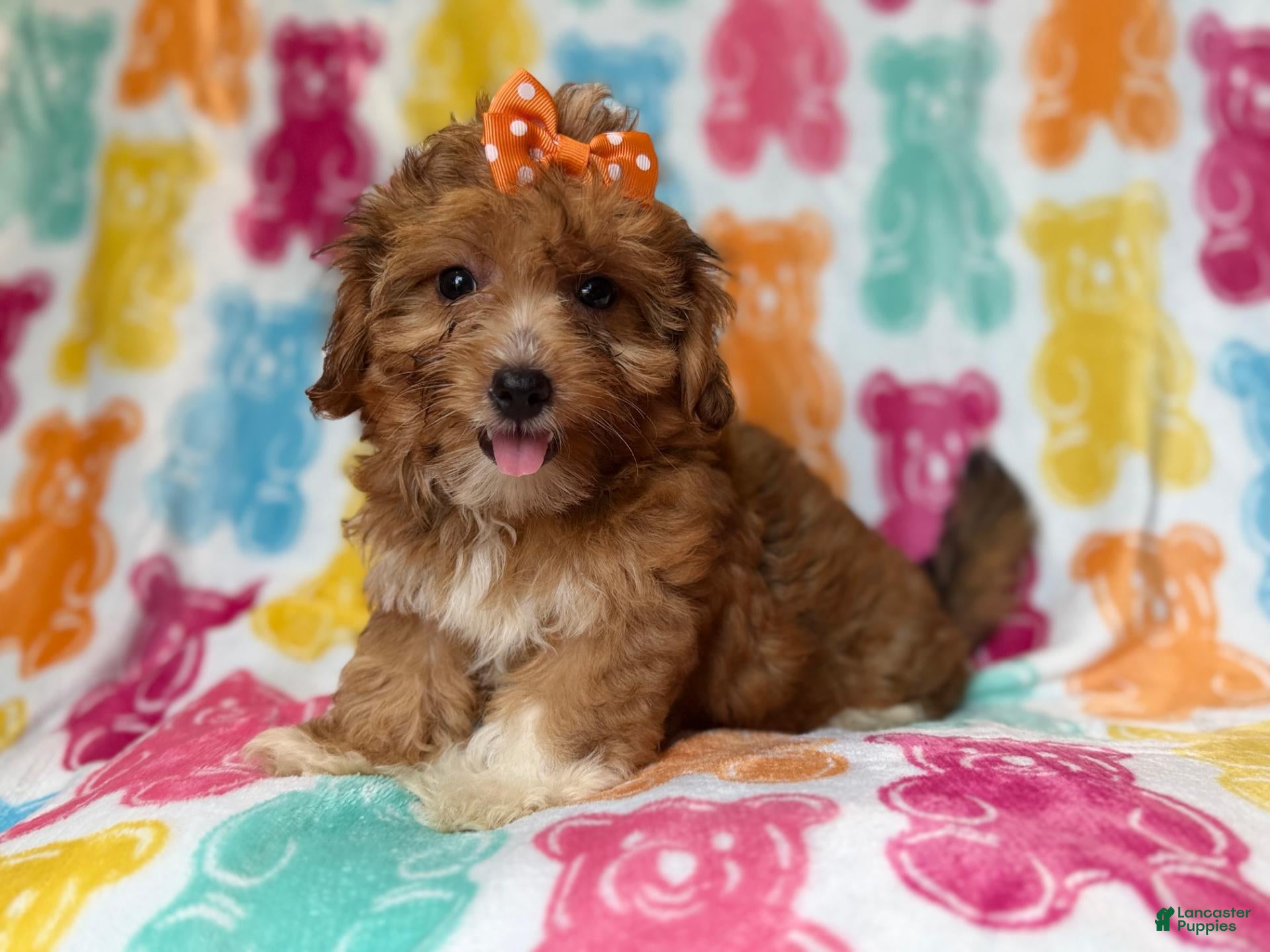 Yorkiepoo dogs Bree - Ad 5